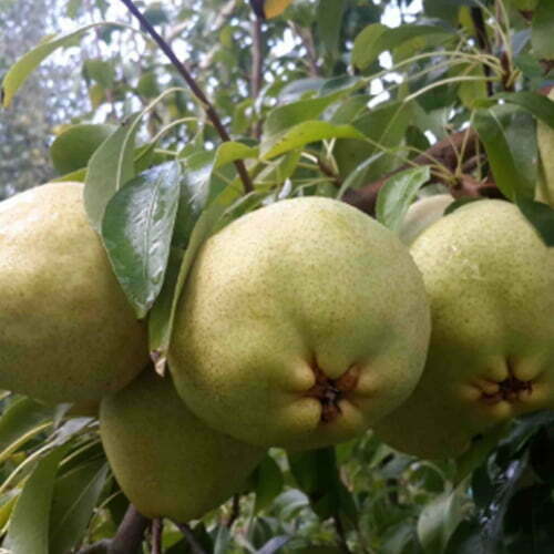 DEVECİ ARMUT FİDANI